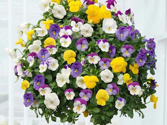 Дорогие, милые и прекрасные женщины!