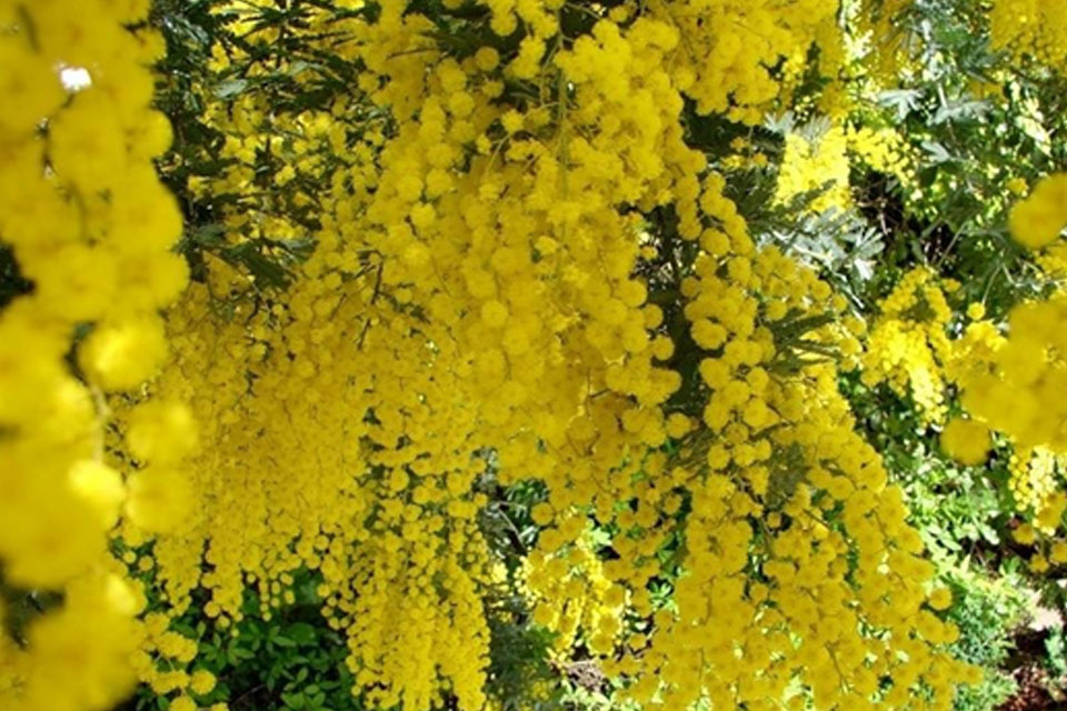 Поздравляем дорогую Наталью Викторовну Нечаеву, члена Совета нашей Школы с днём рождения