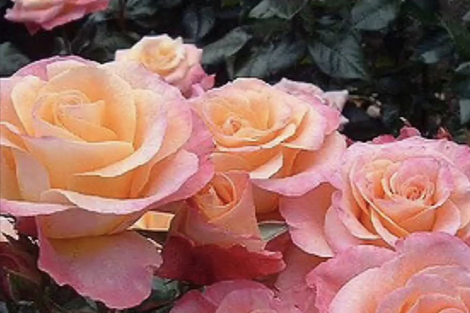 С днём рождения, дорогая Ольга Аркадьевна!