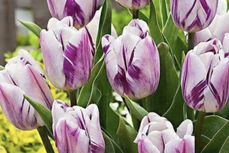  Поздравляем с днём рождения Елену Вадимовну Аликину, члена  совета Школы дидактики перевода, с днём рождения